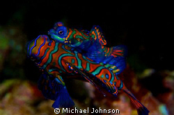 Mating Mandarin Fish off Puerto Galera in the Philippines... by Michael Johnson 